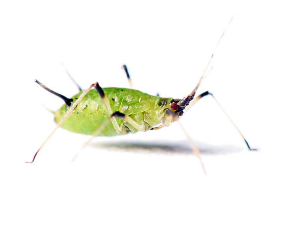 Isolated aphid 05  aphid stock pictures, royalty-free photos & images