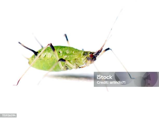 Isolated Aphid 05 Stock Photo - Download Image Now - Aphid, Cut Out, White Background