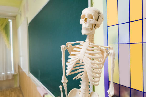 istock Human skeleton on the background of the school board 1159366351