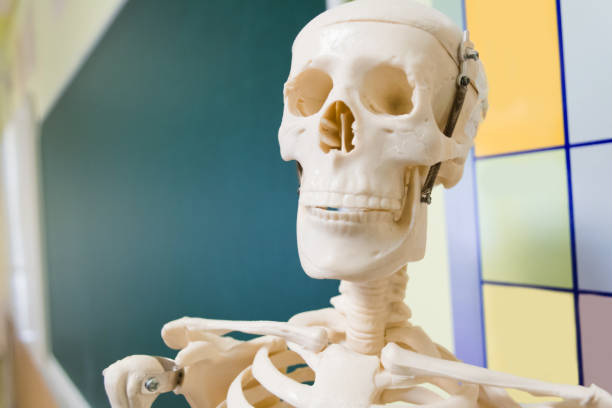 istock Human skeleton on the background of the school board 1159366363
