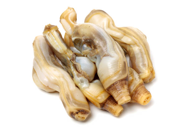 istock Razor clams isolated on white background. 1159366853