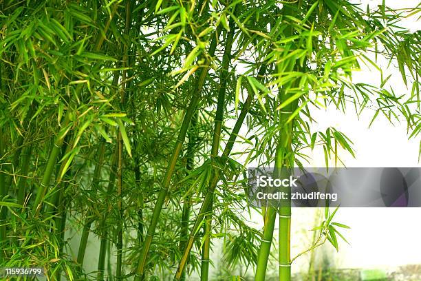 Bamboo Stock Photo - Download Image Now - Bamboo - Material, Bamboo - Plant, Arranging