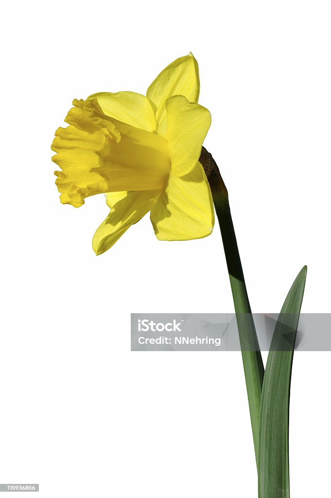 Narciso giallo con clipping path - Foto stock royalty-free di Fiore