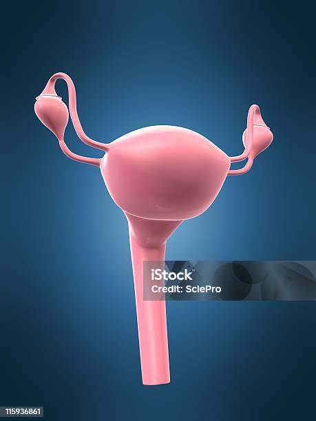 女性生殖 - 3Dのストックフォトや画像を多数ご用意 - 3D, イラストレーション, カラー画像