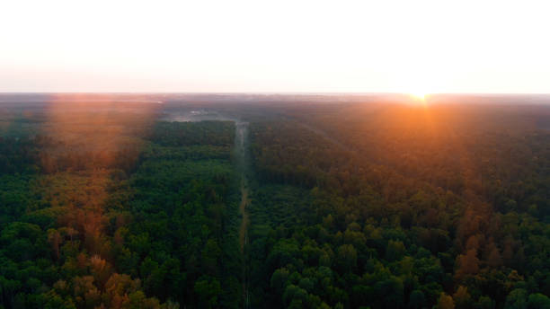 istock Aerial 4k flying over a beautiful pine tree forest in the sunset 1159368970