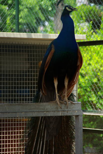 istock Beautiful peacocks and guts outdoors 1159369069