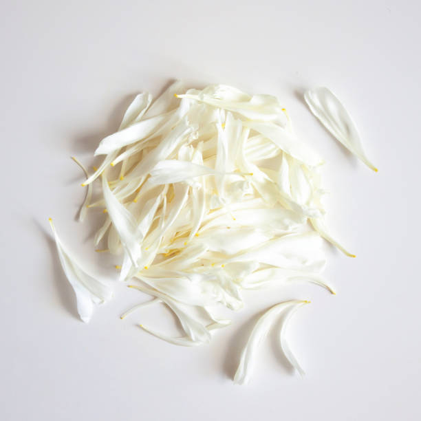 istock White peony petals. Background in gentle tones. Background for a wedding, for congratulations, lettering 1159369178