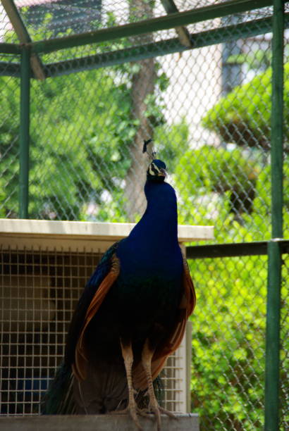 istock Beautiful peacocks and guts outdoors 1159369868