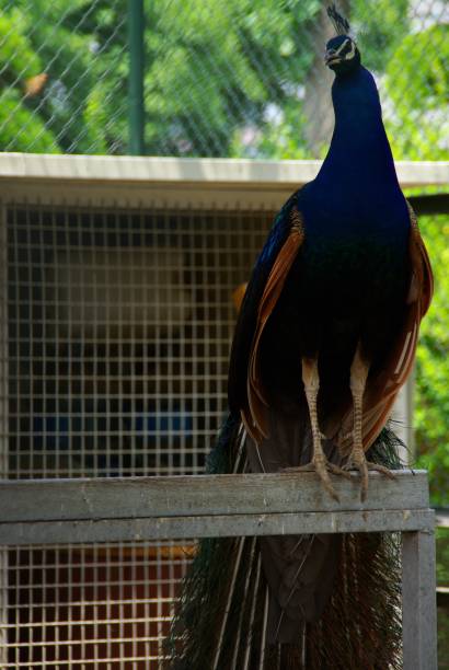 istock Beautiful peacocks and guts outdoors 1159369880
