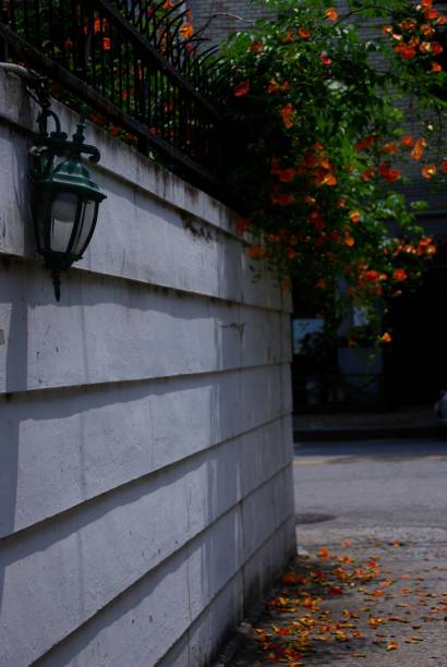 istock Landscape with beautiful plants and trees 1159369925