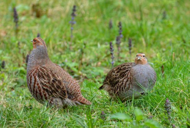 istock Pair of gray partridge 1159370173