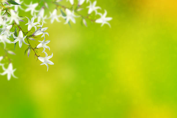 明るい春の花と花の背景 - campanula small flower bouquet ストックフォトと画像