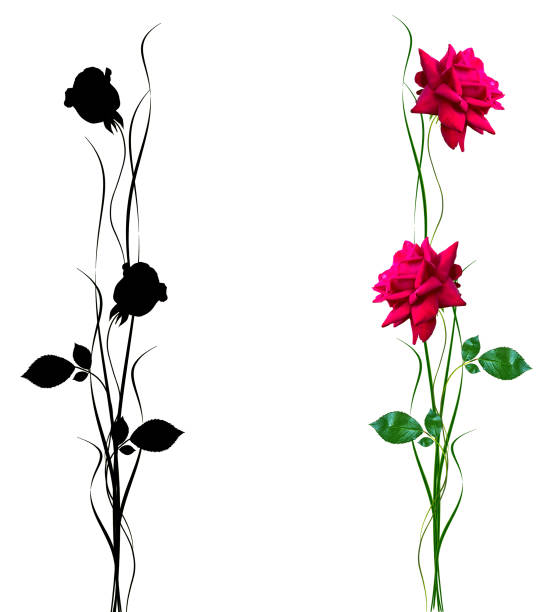 flower buds of roses isolated on white background