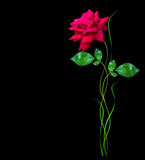 Close-up of red rose with red ribbon accent.