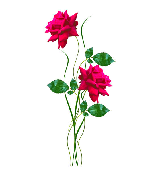 flower buds of roses isolated on white background