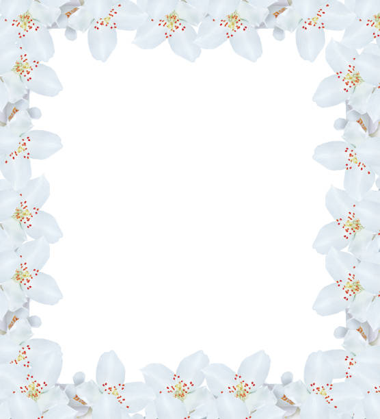 istock jasmine flowers isolated on white background. 1159370718