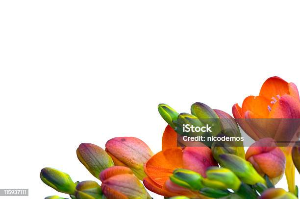 Freesie Frame Stockfoto und mehr Bilder von Freesie - Freesie, Blume, Blume aus gemäßigter Klimazone