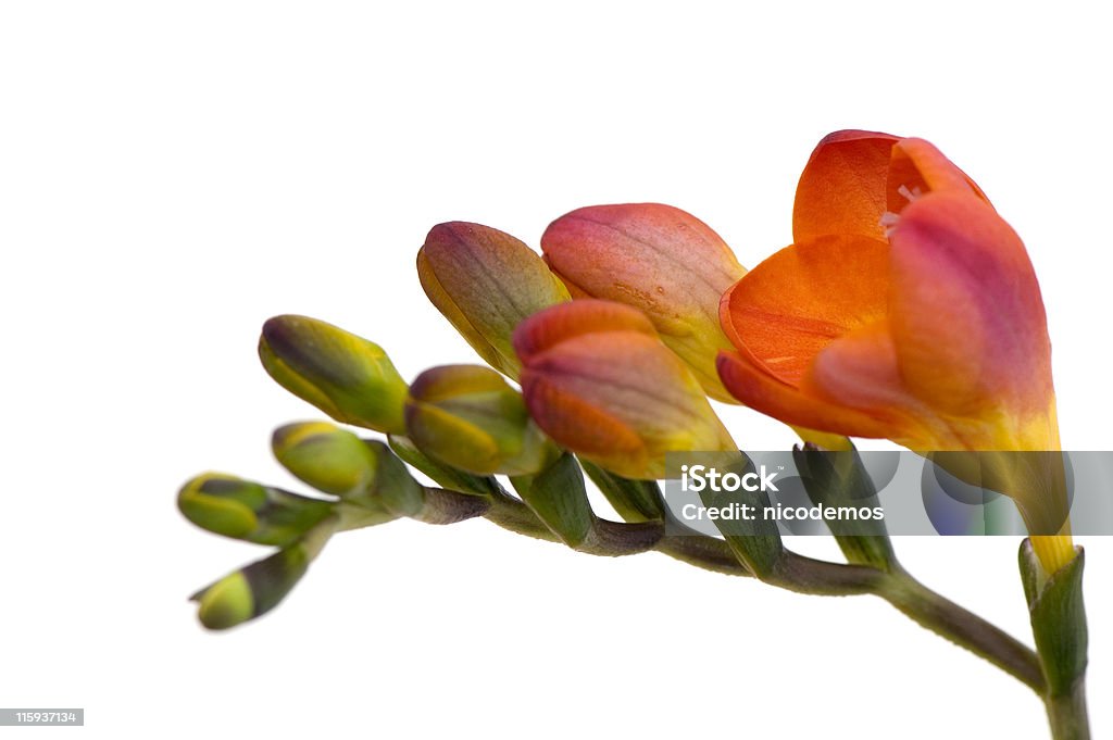 Freesia fragile - Photo de Composition libre de droits