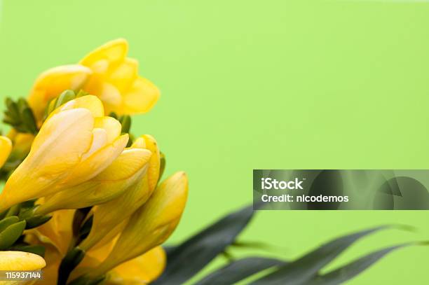 Foto de Fresia Quadro Amarela e mais fotos de stock de Amarelo - Amarelo, Colorido Pastel, Composição