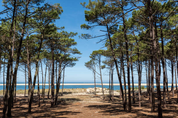 Arcachon Basin (France), Forest of the Landes of Biscay facing the Arguin Bank The pine forest of the Landes de Gascogne extends to the ocean, here facing the sandbank of Arguin at the foot of the dune of Pilat pine woodland stock pictures, royalty-free photos & images