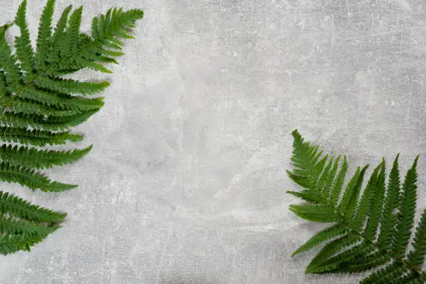 Photo of Fern leaves flat lay on concrete background. Creative layout made of tropical leaves. Summer concept.