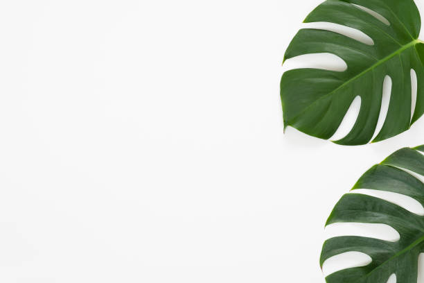 istock Tropical leaves Monstera on white background. Flat lay, top view 1159371915
