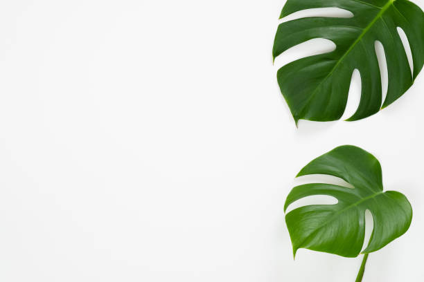 istock Tropical jungle monstera leaves on white background. Flat lay, top view 1159371982