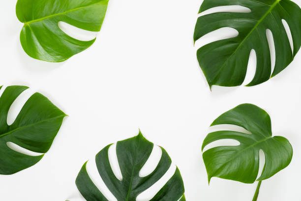 istock Tropical jungle monstera leaves on white background. Flat lay, top view 1159371983