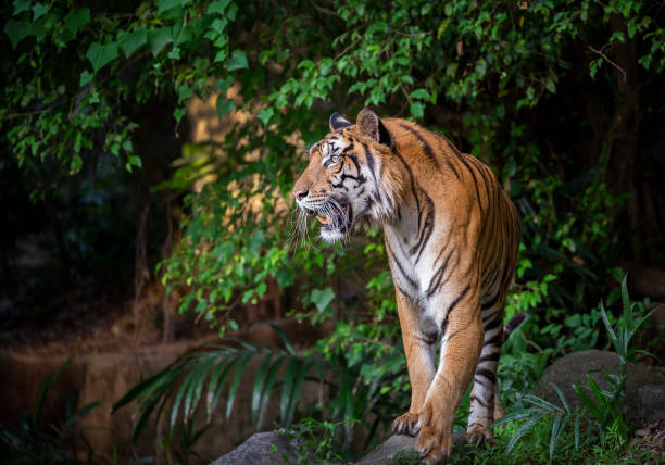 istock Indochinese tiger are resting in the forest. 1159373579