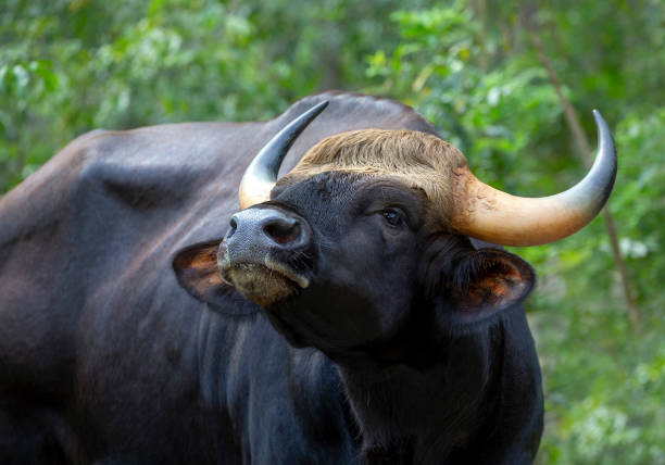 Bos gaurus  is resting in the natural forest. Bos gaurus  is resting in the natural forest. gaur stock pictures, royalty-free photos & images