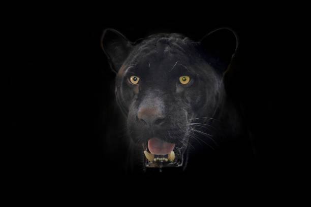 istock Black Jaguar face on a black background. 1159373635