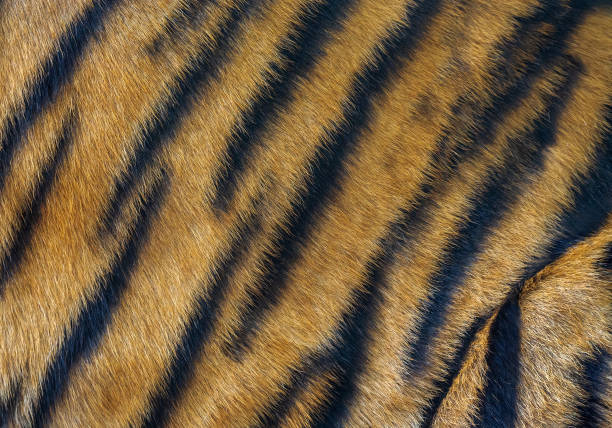 istock Colorful patterns of tiger fur. 1159373887