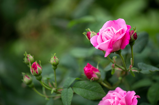 pink rose bush closeup on field background