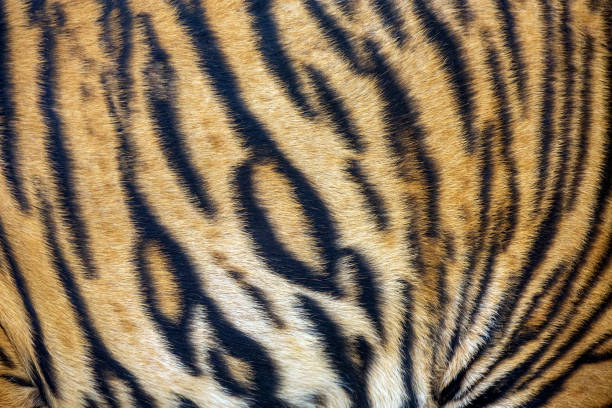 istock The colorful patterns of tiger. 1159373961