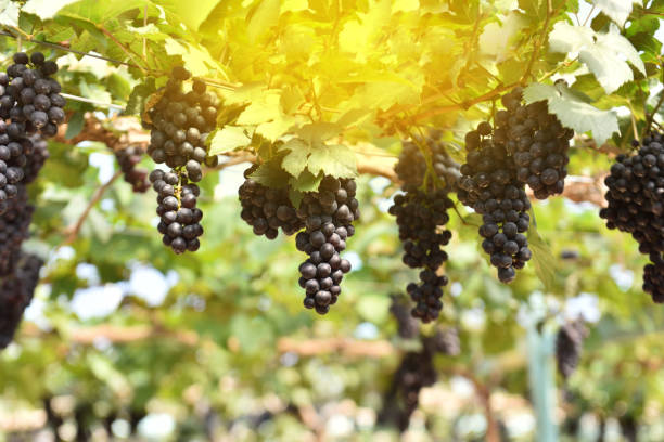 viña de uvas bajo el sol - napa grape vineyard vine fotografías e imágenes de stock