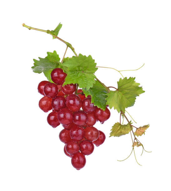istock Red grapes with drop of water isolated on white background 1159375082