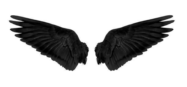istock Black wings isolated on white background 1159375120