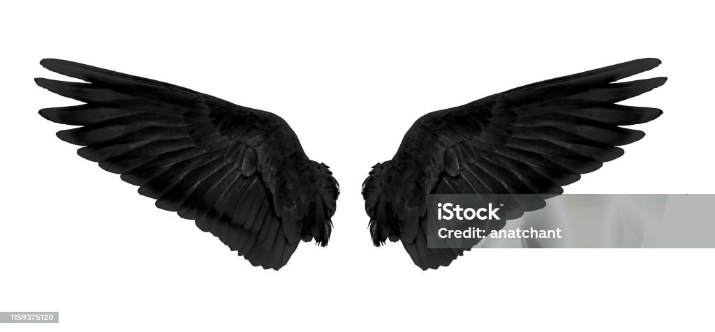 Black wings isolated on white background black wings isolated on white background Animal Wing Stock Photo