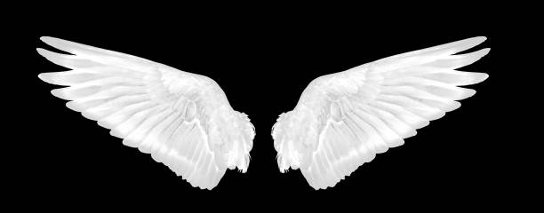 istock White wings of brid on black background 1159375135