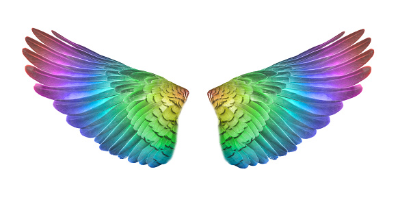 colorful bird wings set isolated on White Backgorund.