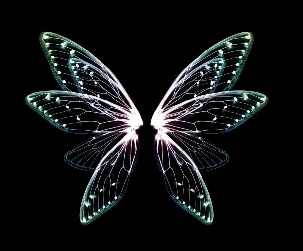 istock Wings of insect cicada on black background 1159375228