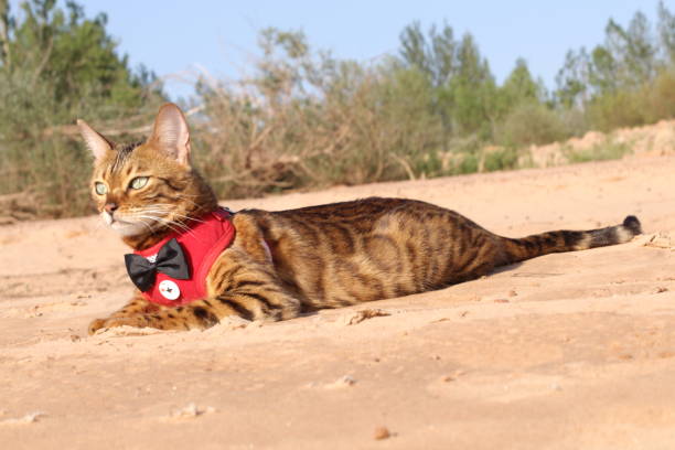 istock Funny dressed bengal cat chilling outdoors 1159378963