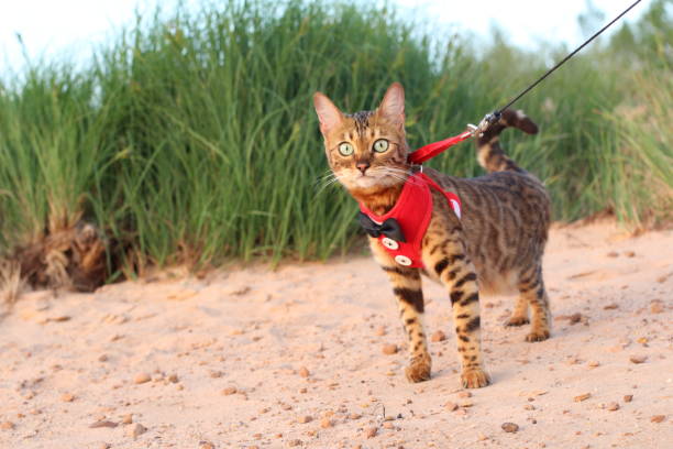 istock Gorgeous Bengal cat with elegant outfit outdoors 1159378964