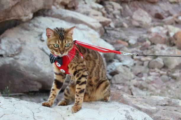 istock Arrogant elegant Bengal cat outdoors 1159378995