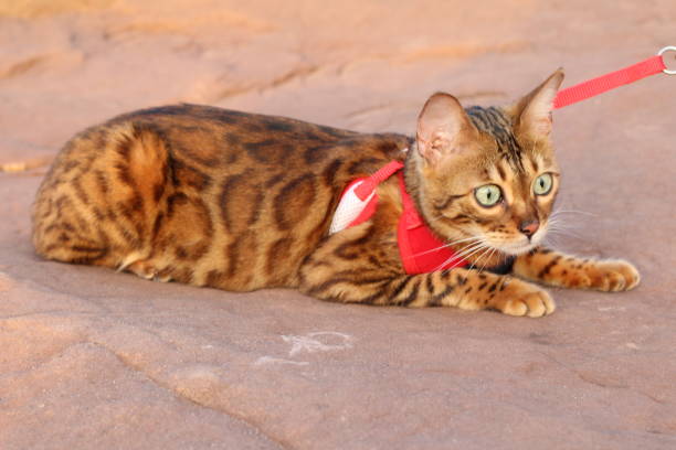 Stunning exotic leopard cat with gorgeous fur
