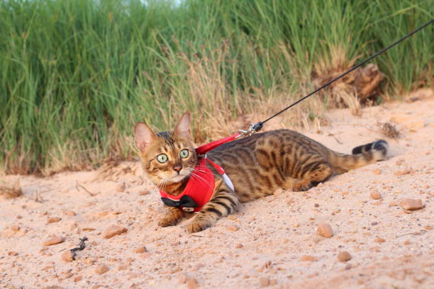 istock Stunning exotic leopard cat with gorgeous fur 1159379000