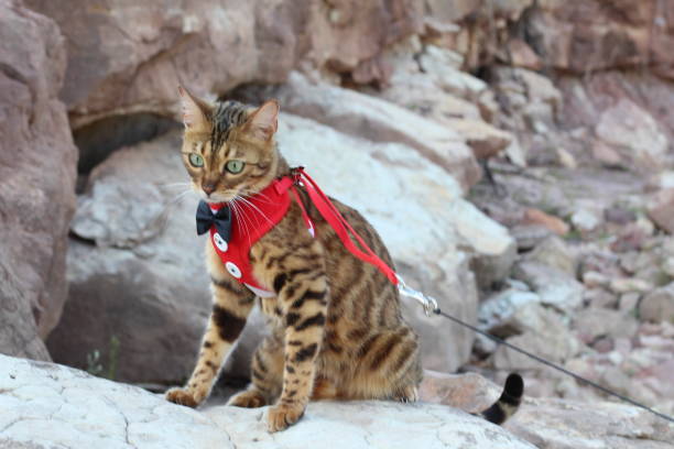 istock Sophisticated kitty cat outdoors close up 1159379008