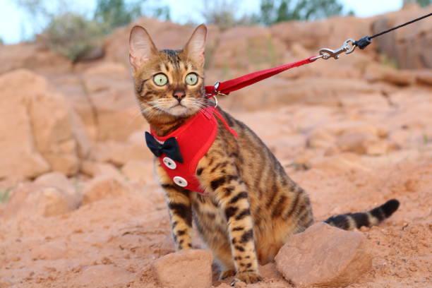 istock Cat on a leash with a fancy outfit 1159379013