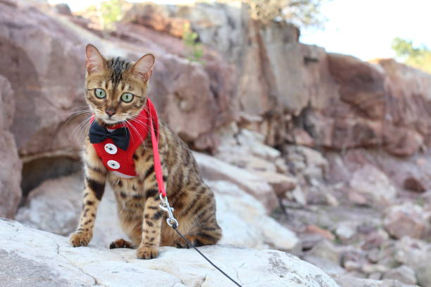 istock Sophisticated kitty cat outdoors close up 1159379018