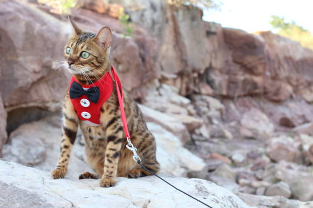 istock Gorgeous Bengal cat with elegant outfit outdoors 1159379021